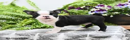 Boston Terrier dogs for sale: Winston - Ad 1