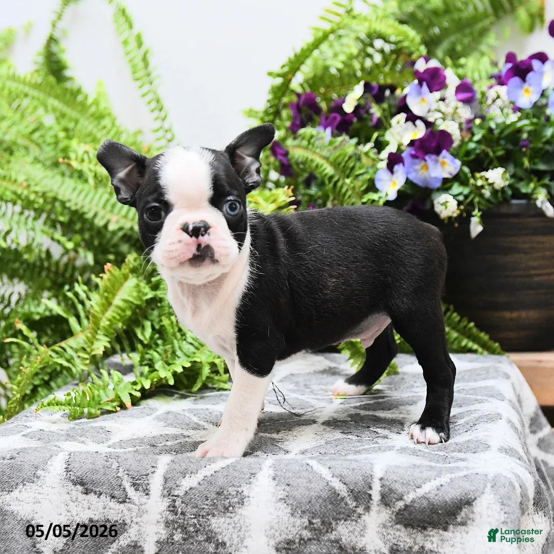 Boston Terrier dogs for sale: Winston - Ad 1