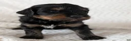 Mixed Breed dogs for sale: Jean Luc - Ad 14