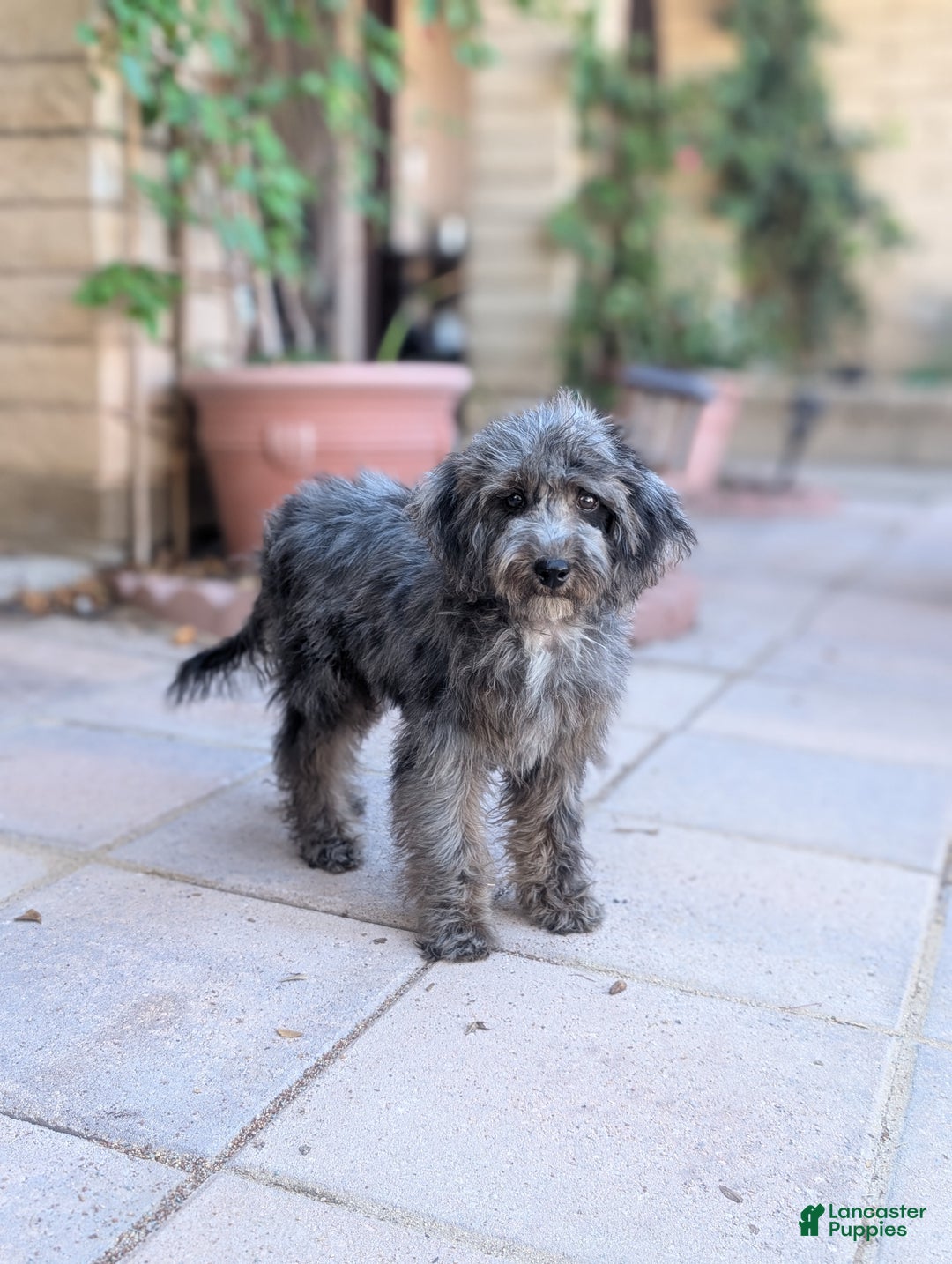 Miniature Poodle dogs for sale: Merlin - Ad 2