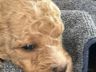 Mini Goldendoodle dogs Boy 2 - Ad 15