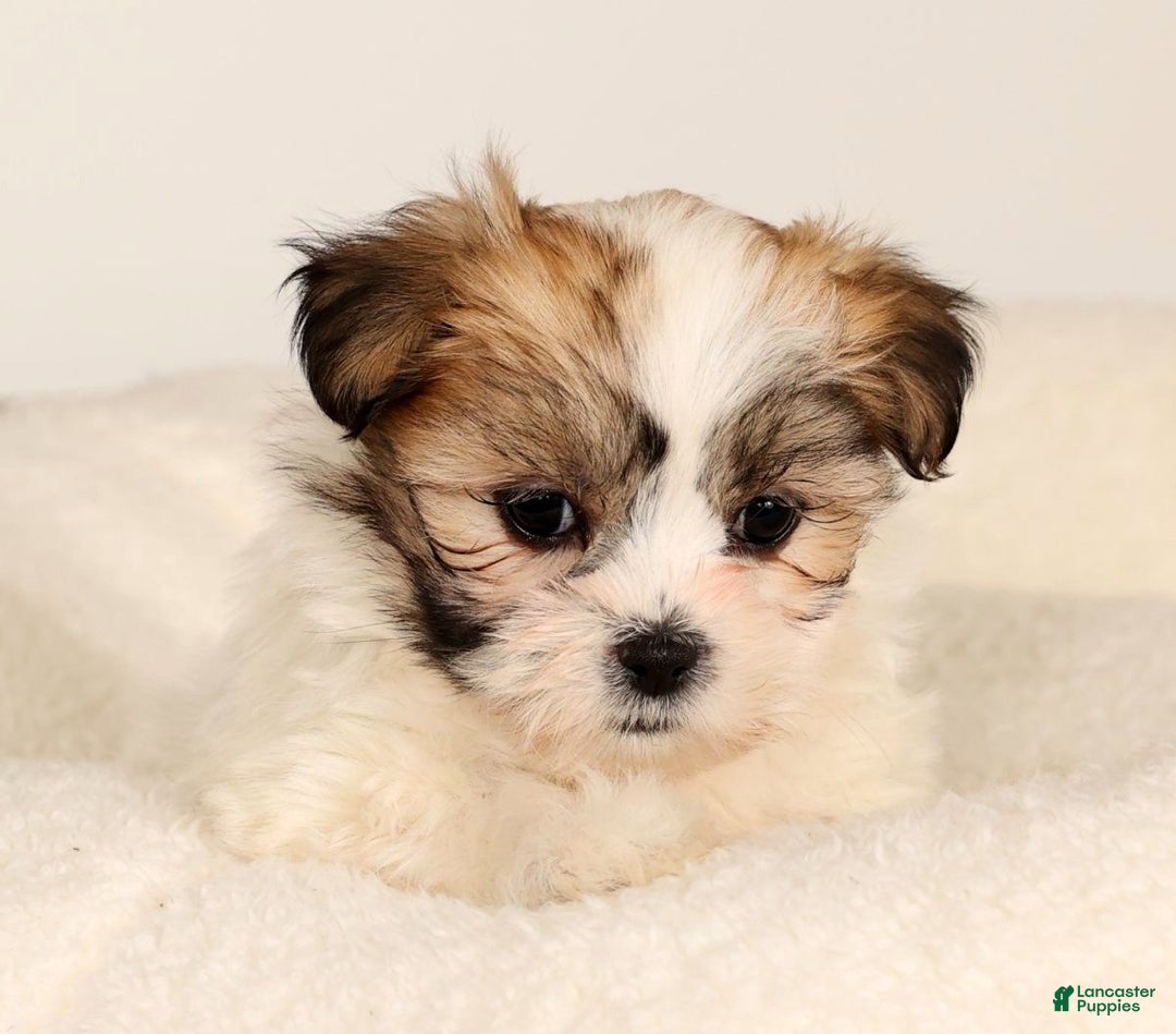 Malshi dogs for sale: Nala - Ad 9