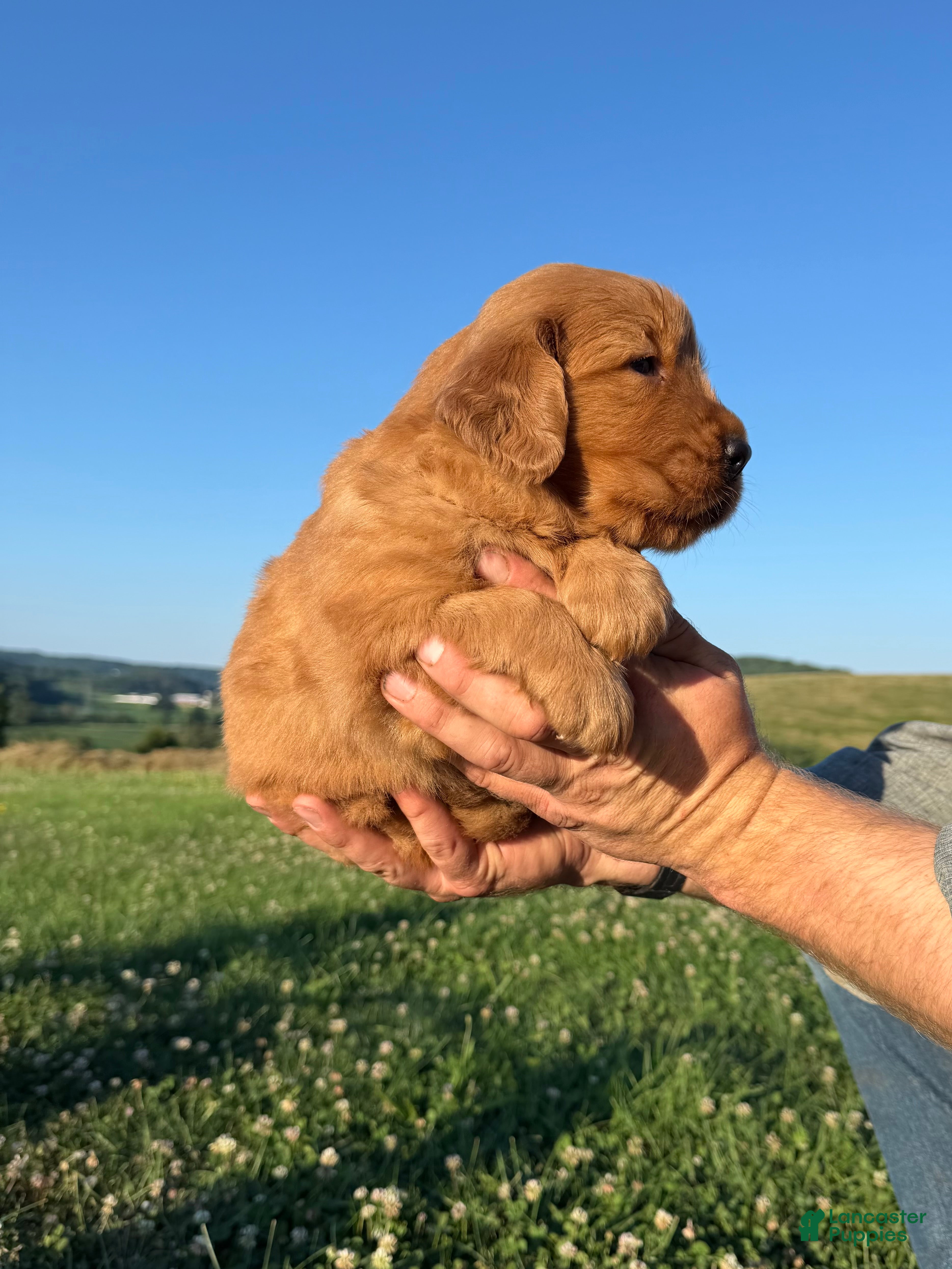 Golden Retriever dogs King - Ad 2