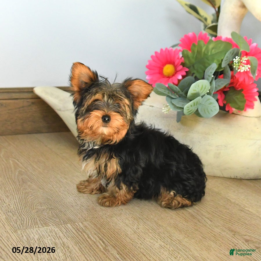 Yorkshire Terrier dogs Joe - Ad 2