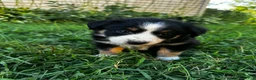 Australian Shepherd dogs for sale: Stripe - Ad 2