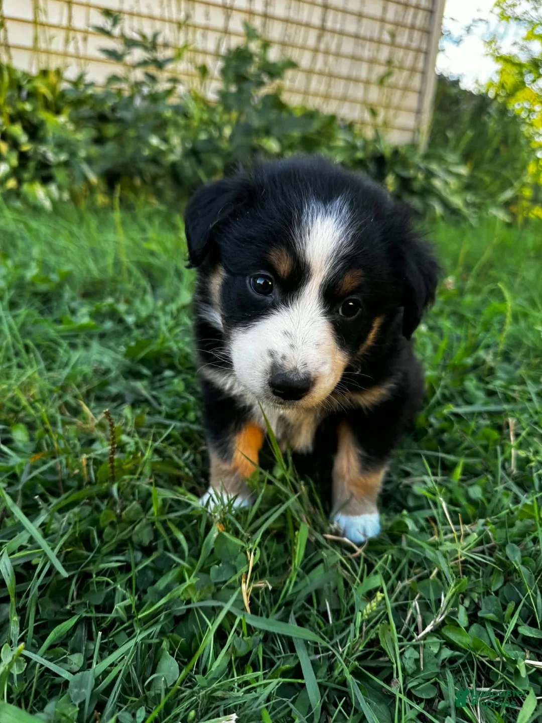 Australian Shepherd dogs for sale: Stripe - Ad 2