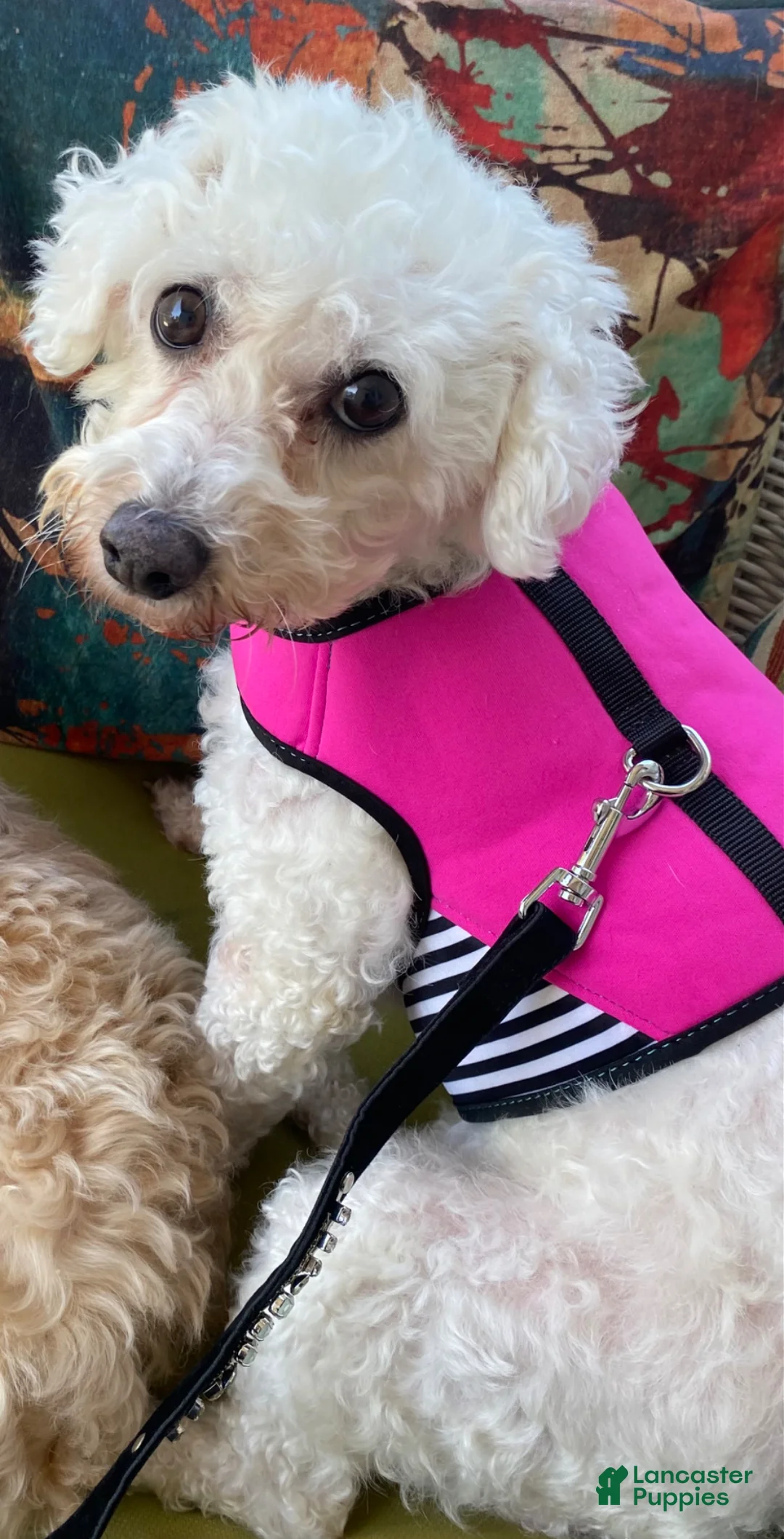 Bichpoo dogs for sale: Bichpoo Puppy 2 - Ad 2