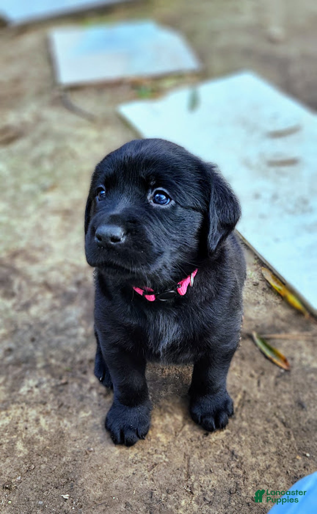Goldador dogs for sale: Goldador Puppy 1 Pink - Ad 2