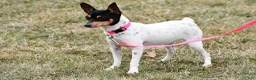 Toy Fox Terrier dogs for sale: Dora - Ad 9
