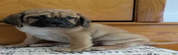 Puggle dogs for sale: Chance  - Ad 12