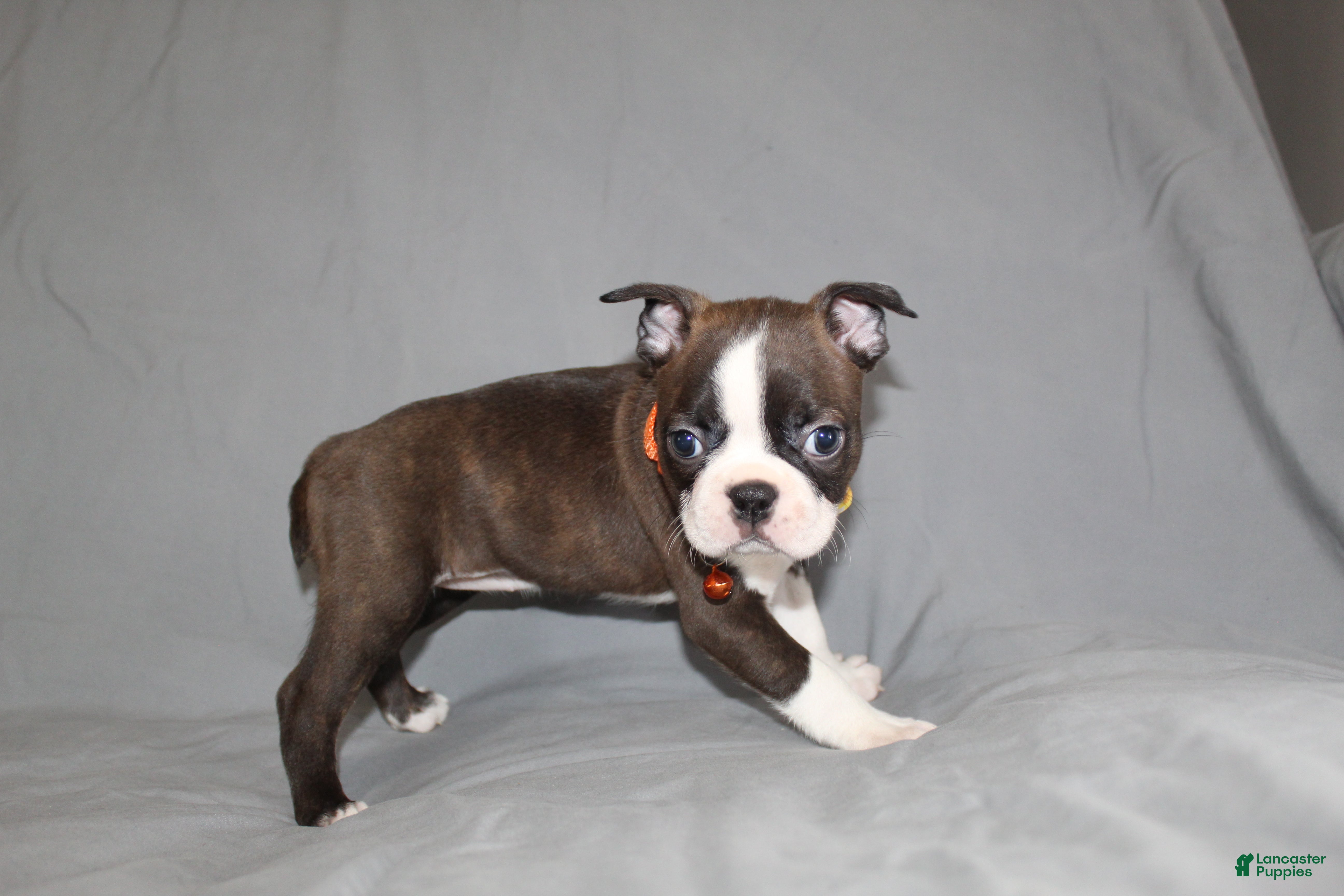 Boston Terrier dogs Demi - Ad 1