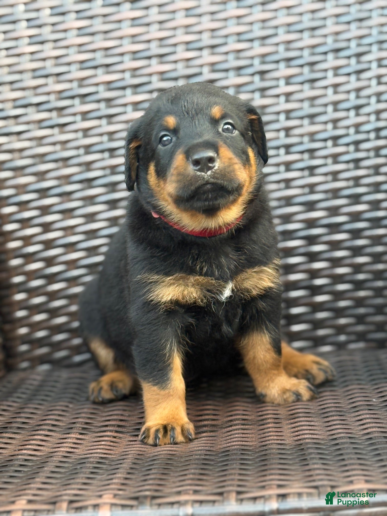 Rottweiler dogs King - Ad 14