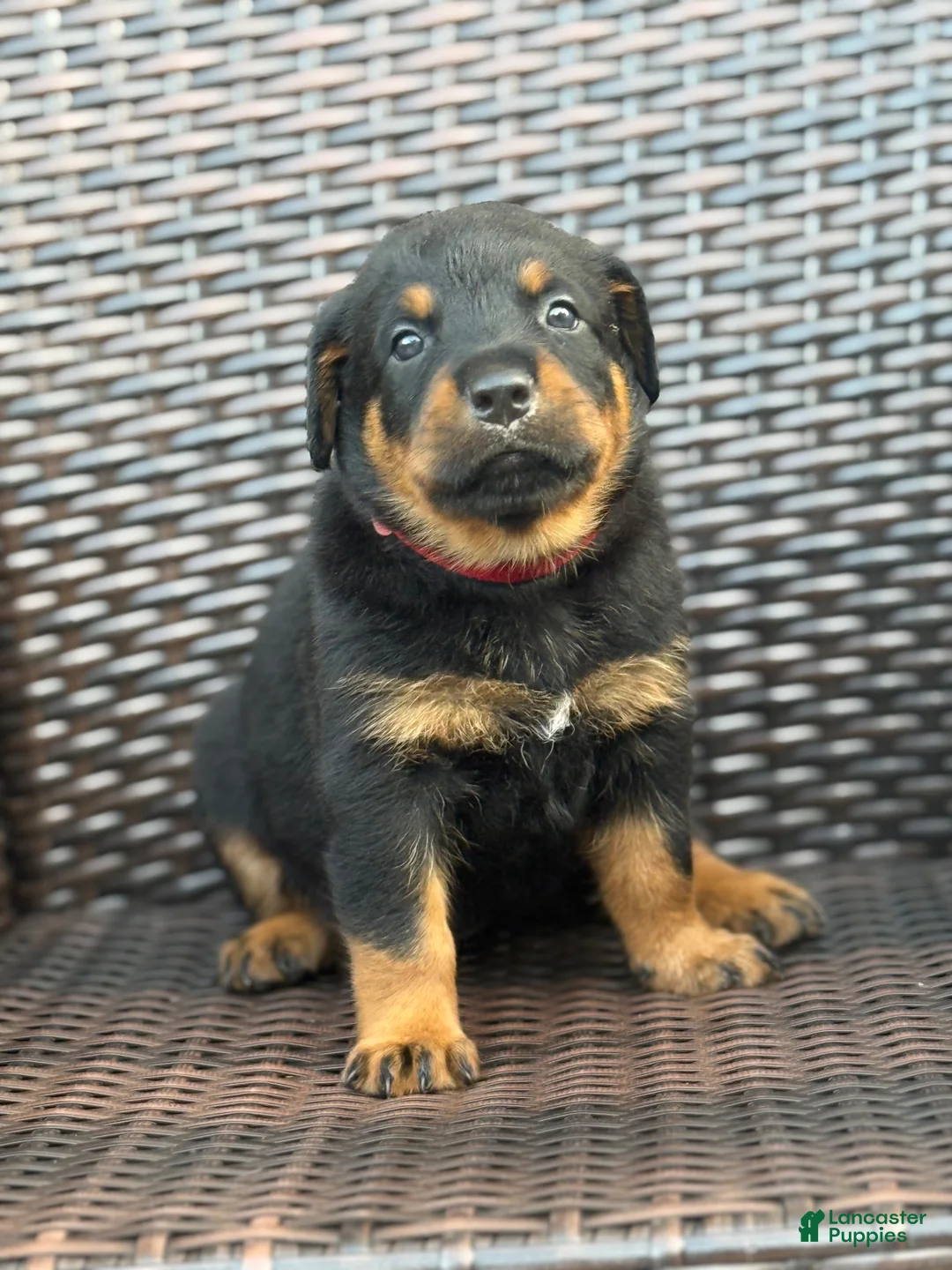 Rottweiler dogs for sale: King - Ad 1