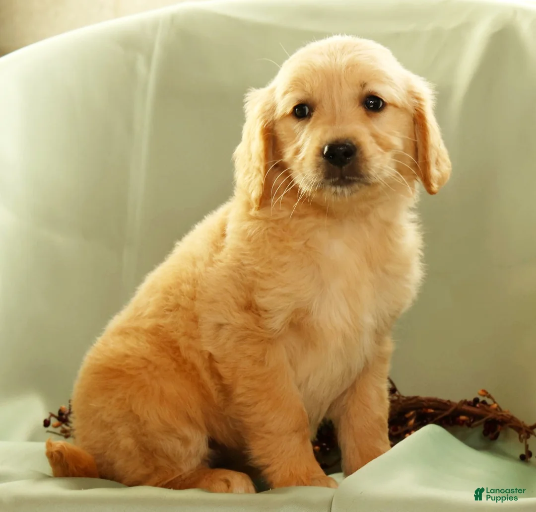 Golden Retriever dogs for sale: Janet - Ad 2