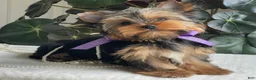 Yorkshire Terrier dogs for sale: Tucker - Ad 6
