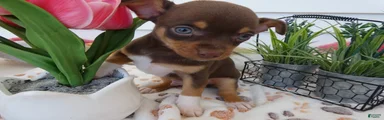 Chihuahua Puppy 4 Rocko