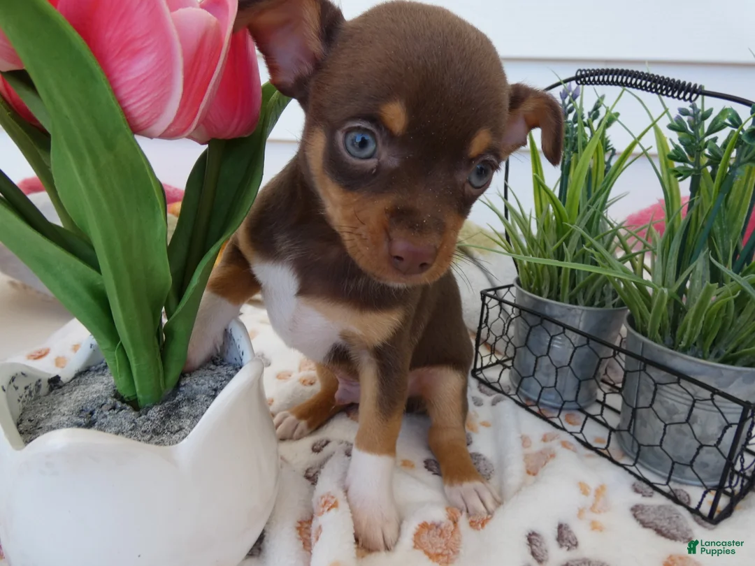 Chihuahua dogs for sale: Chihuahua Puppy 4 Rocko - Ad 1