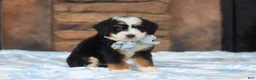 Mini Bernedoodle dogs for sale: Max - Ad 3