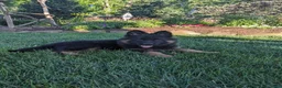 German Shepherd dogs for sale: German Shepherd 1 - Ad 1