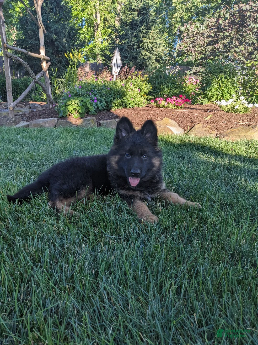 German Shepherd dogs for sale: German Shepherd 1 - Ad 1