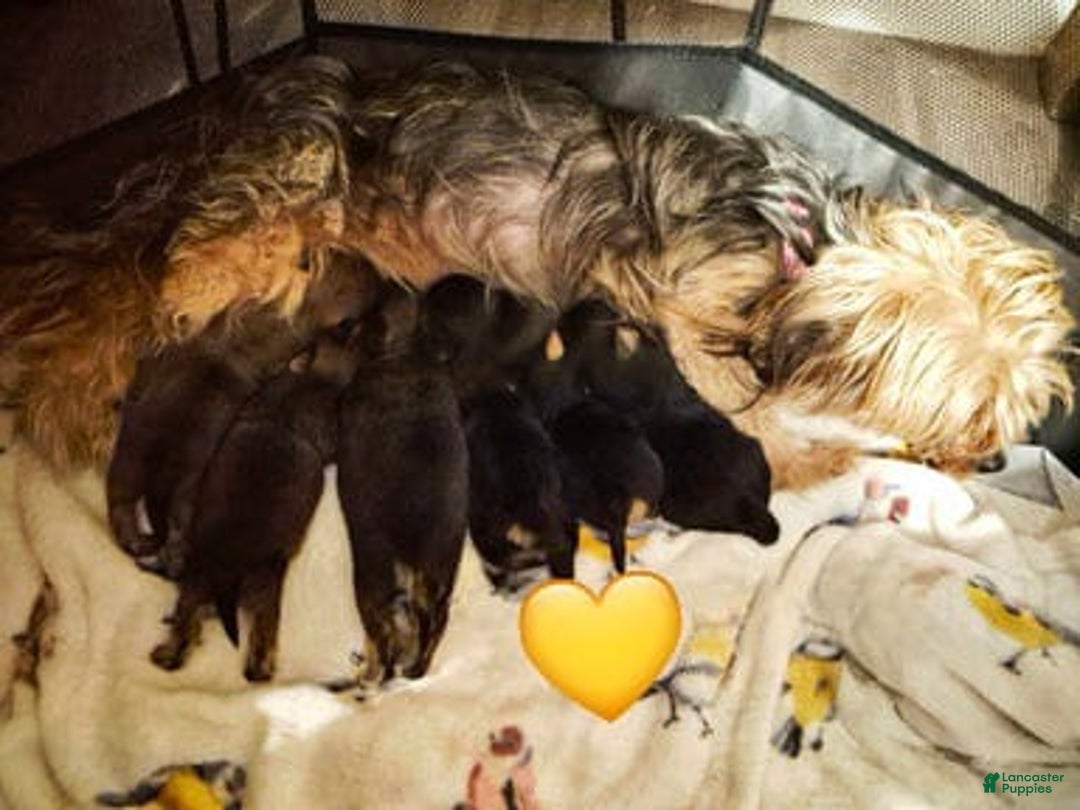 Yorkshire Terrier dogs for sale: Nikko - Ad 2