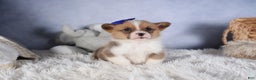 Welsh Corgi Pembroke dogs for sale: BO - Ad 16