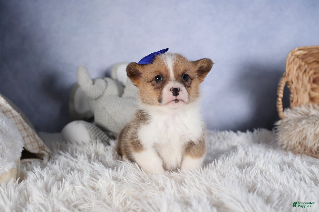 Welsh Corgi Pembroke dogs for sale: BO - Ad 16