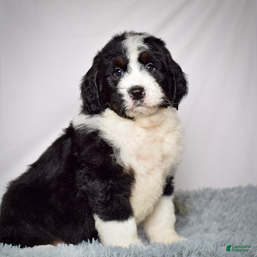 Bernedoodle dogs for sale: Mr. Monty - Ad 2