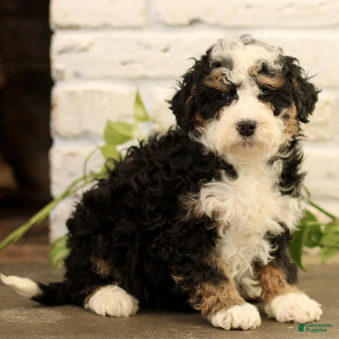 Mini Bernedoodle dogs for sale: Corina  - Ad 3