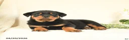 Rottweiler dogs for sale: Chester - Ad 4