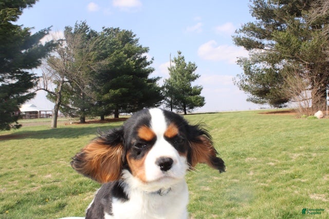 Cavalier King Charles Spaniel dogs Congo - House and Crate Trained - Ad 2