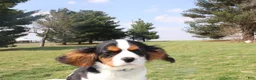 Cavalier King Charles Spaniel dogs for sale: Congo - House and Crate Trained - Ad 7
