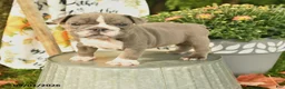 Olde English Bulldogge dogs for sale: Georgia - Ad 1