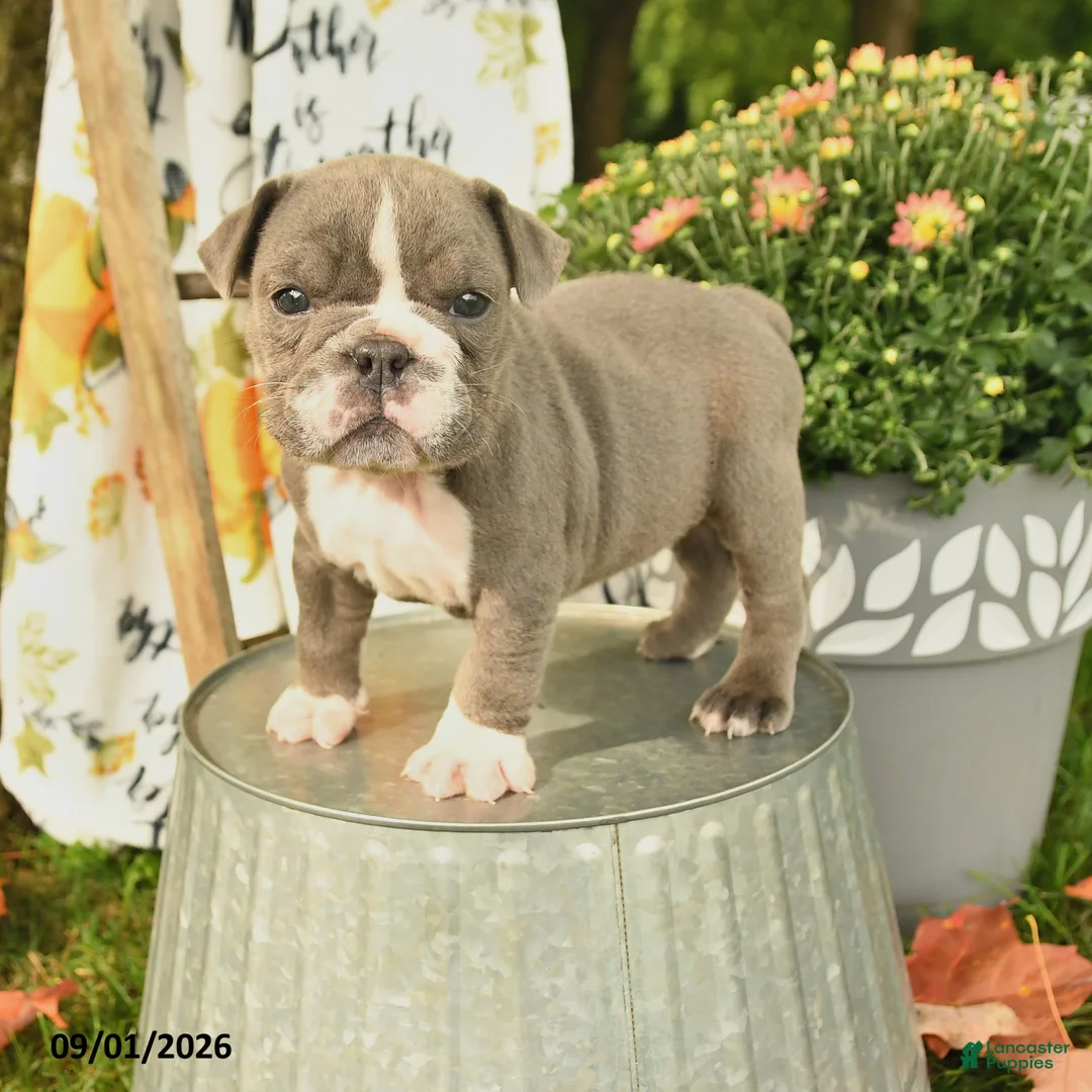 Olde English Bulldogge dogs for sale: Georgia - Ad 1