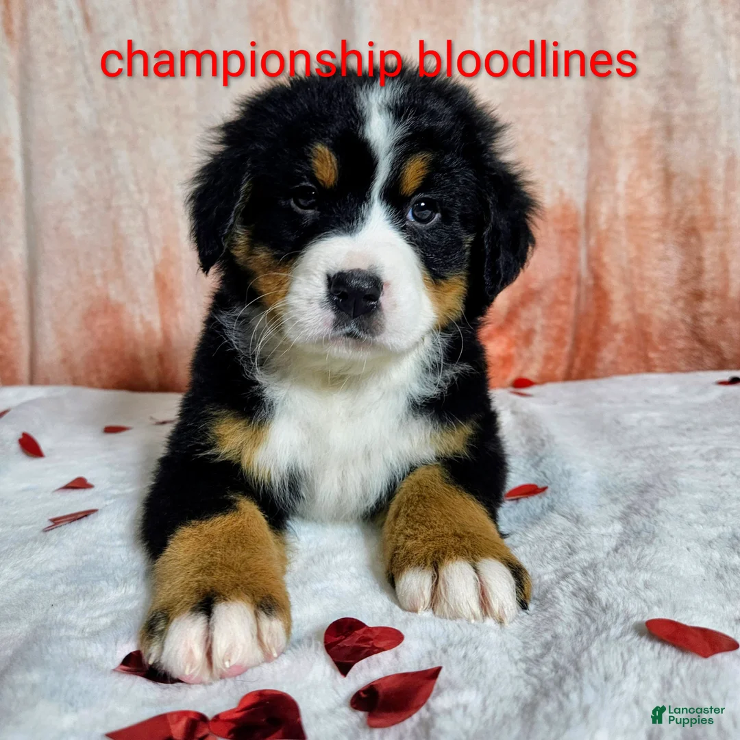 Bernese Mountain Dog dogs for sale: Hazel  - Ad 1