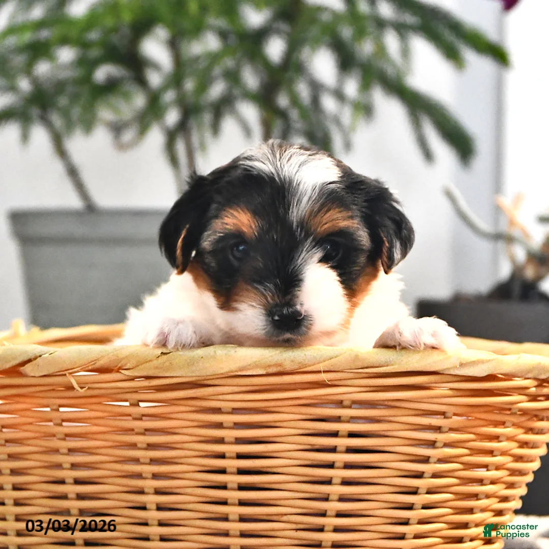 Biewer Terrier dogs for sale: Butterfly - Ad 1