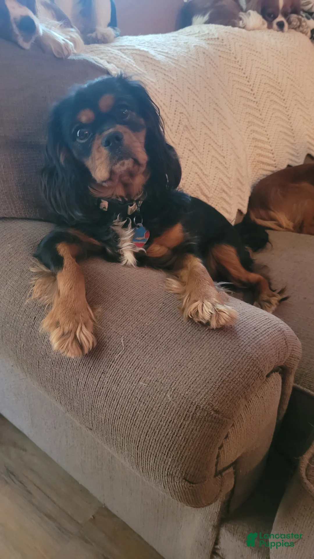 Cavalier King Charles Spaniel dogs for sale: Ruby male - Ad 2