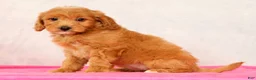 Mini Goldendoodle dogs for sale: Ophelia - Ad 10