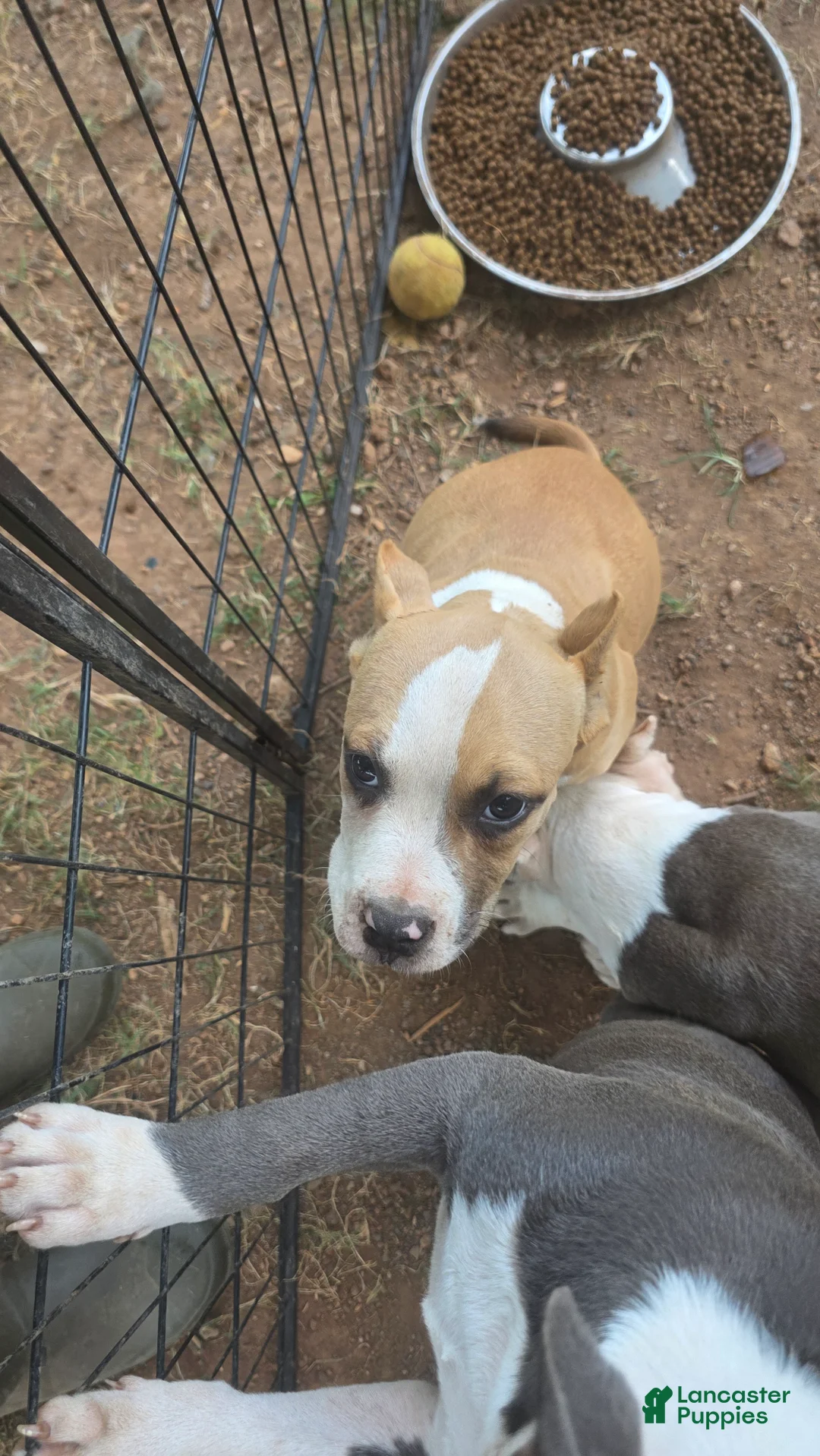 American Bully dogs for sale: Pocket Bully male 3 - Ad 2
