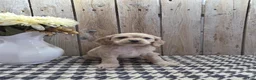 Cocker Spaniel dogs for sale: Sophie - Ad 4