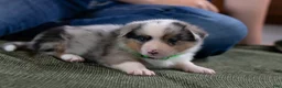 Mixed Breed dogs for sale: Ringo - Ad 5
