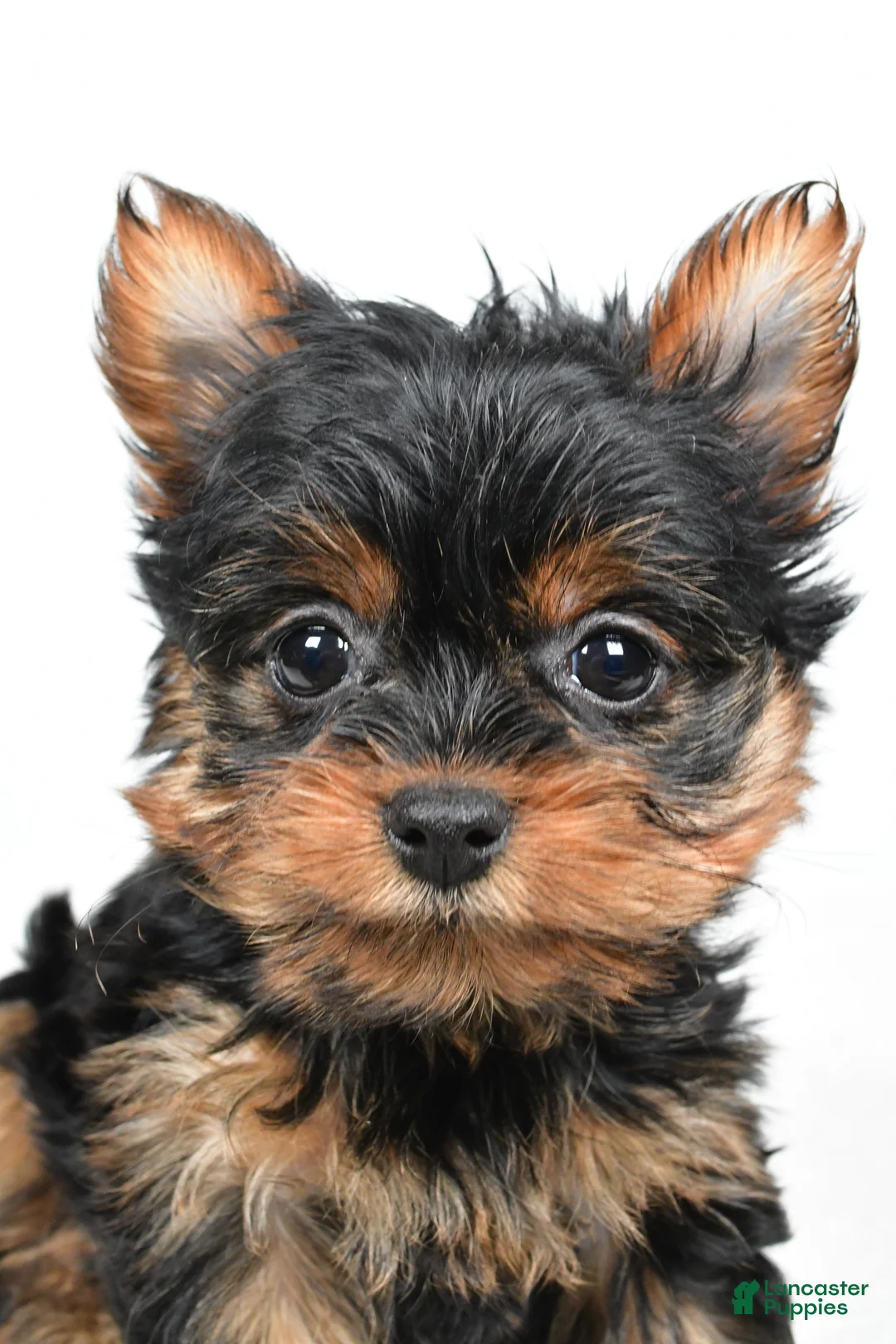 Yorkshire Terrier dogs for sale: Heidi - Ad 7