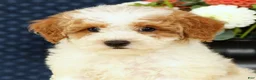 Bichpoo dogs for sale: Ernie - Ad 9