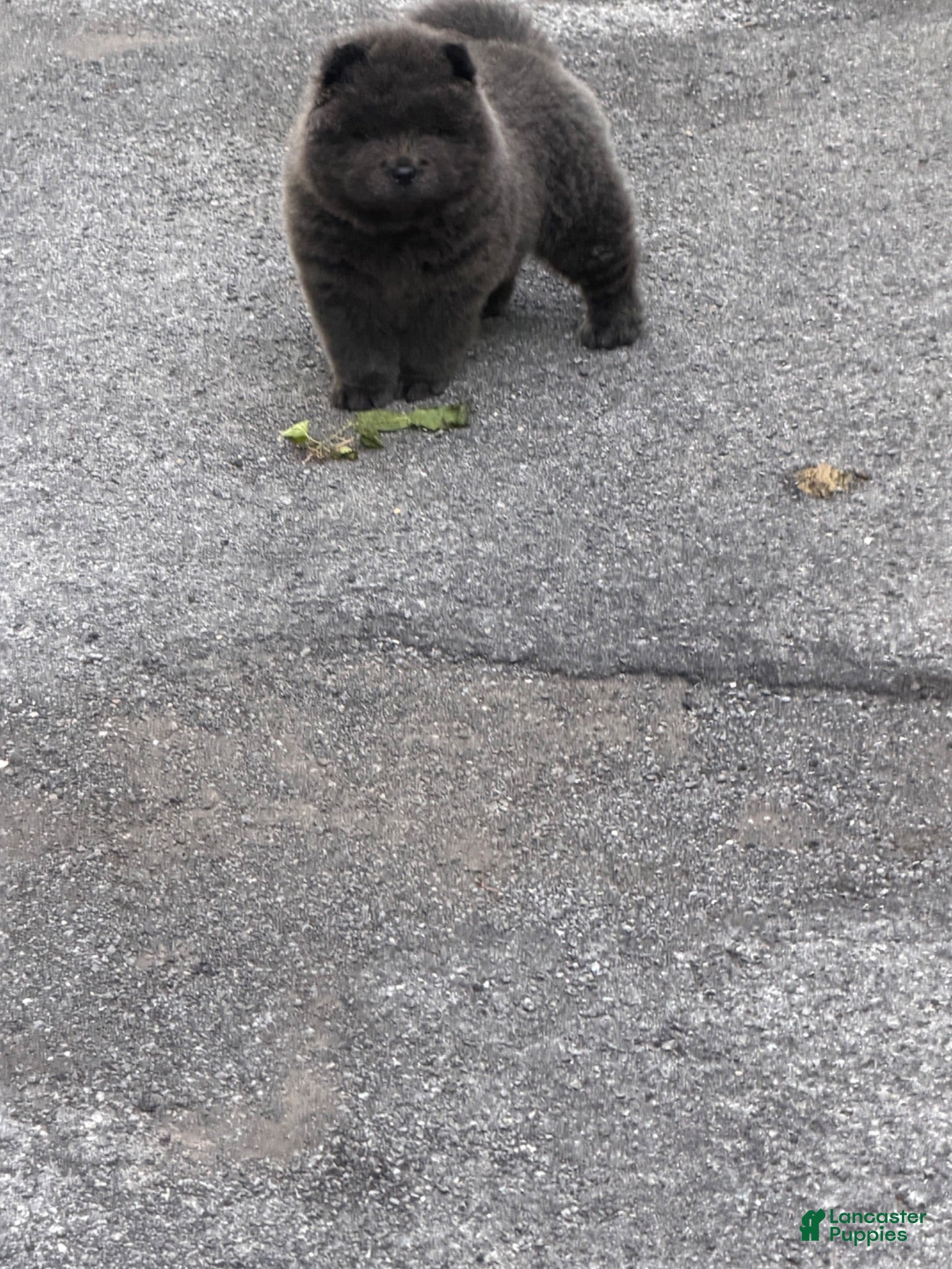 Chow Chow dogs Chow Chow 1 - Ad 1