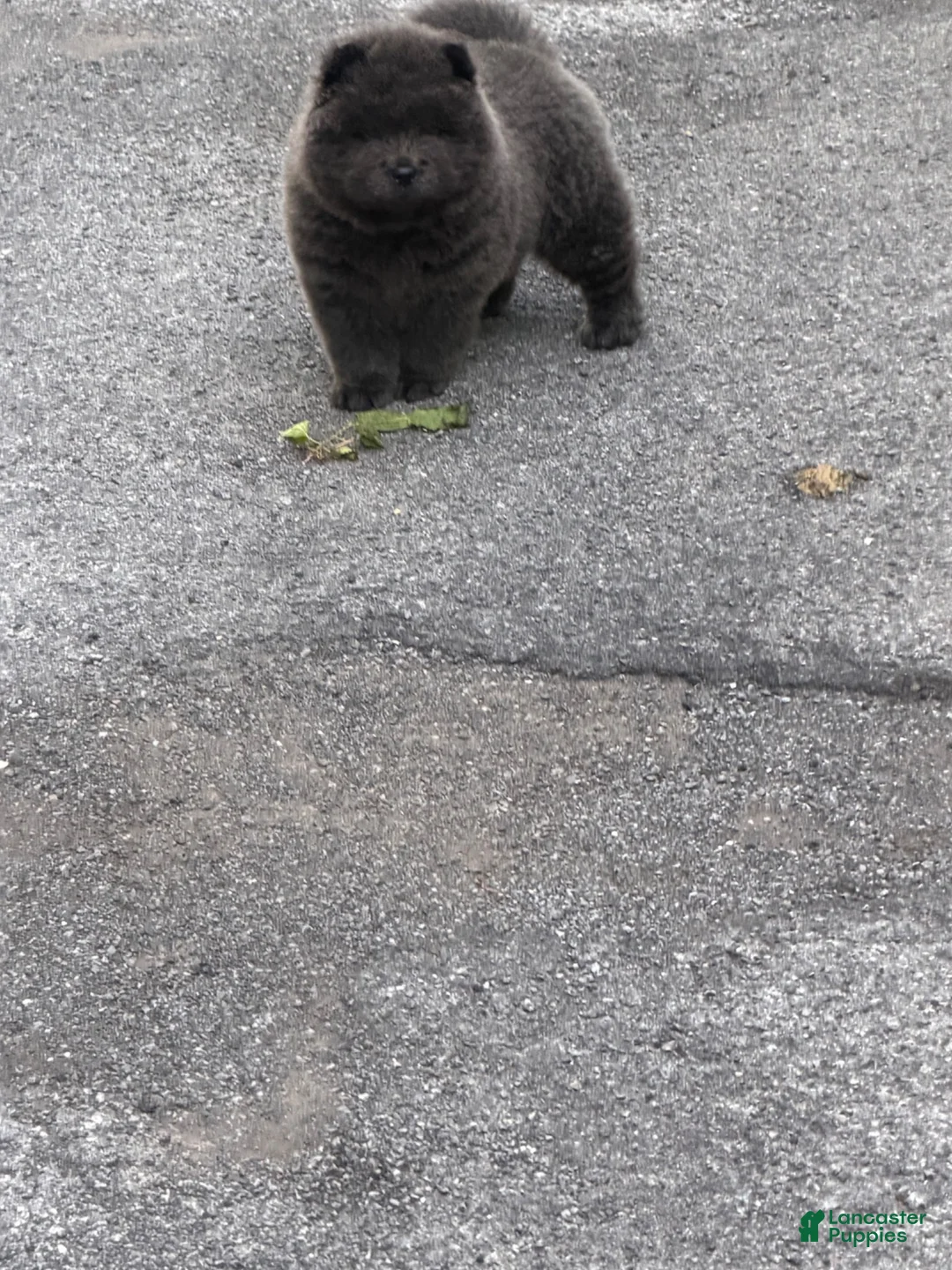 Chow Chow dogs for sale: Chow Chow 1 - Ad 1