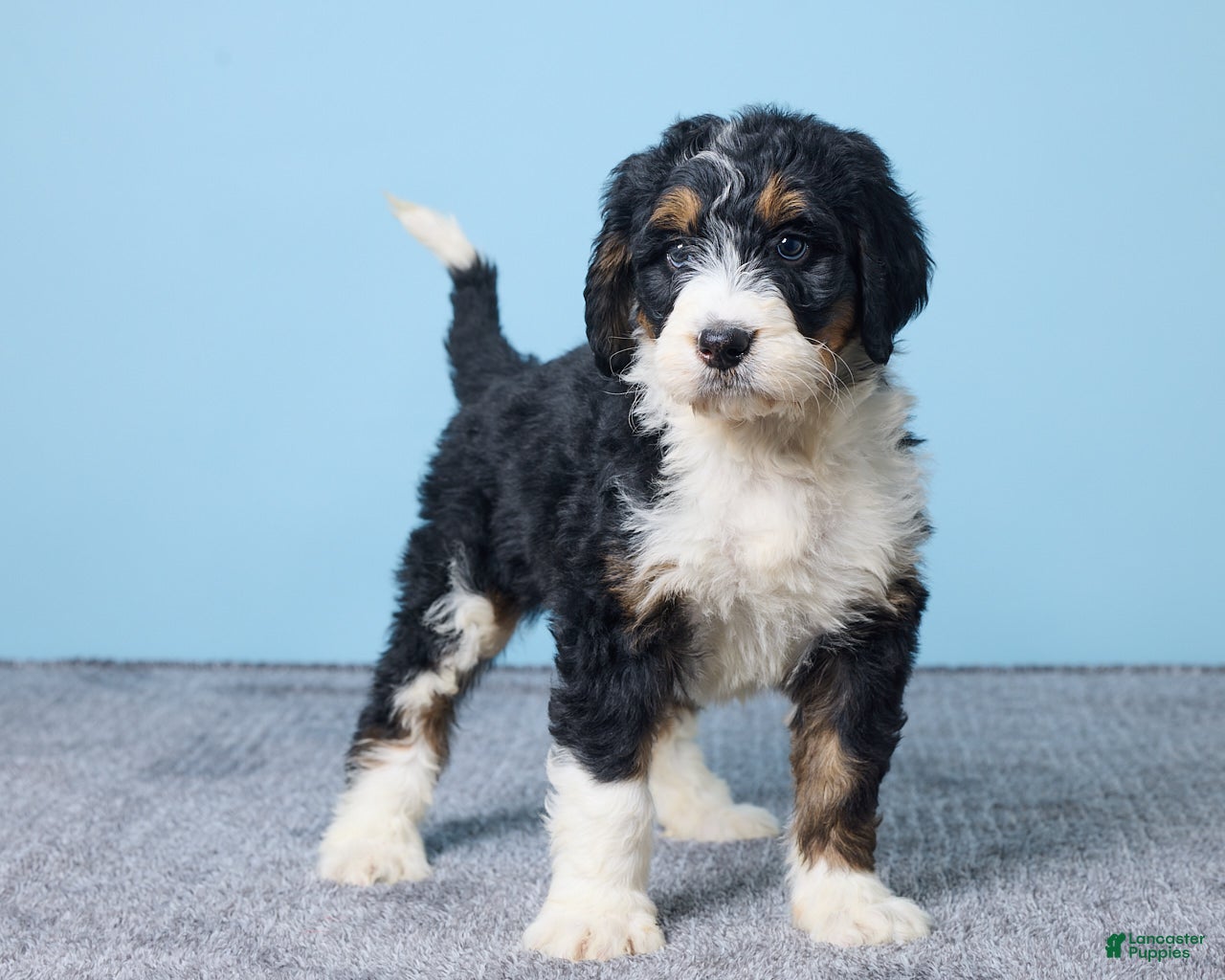 Bernedoodle dogs Hailey - Ad 2