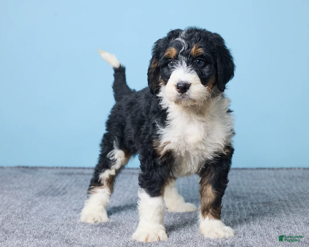 Bernedoodle dogs for sale: Hailey - Ad 2