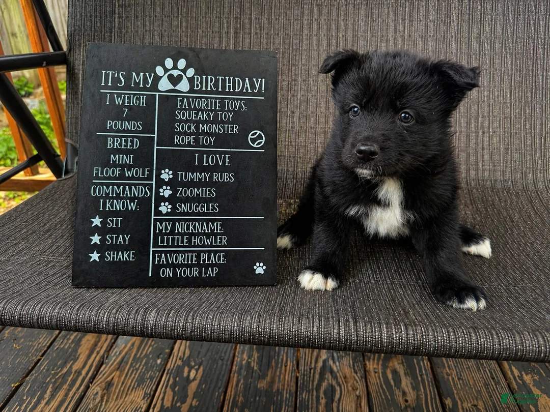 Mixed Breed dogs for sale: Bear - Ad 1