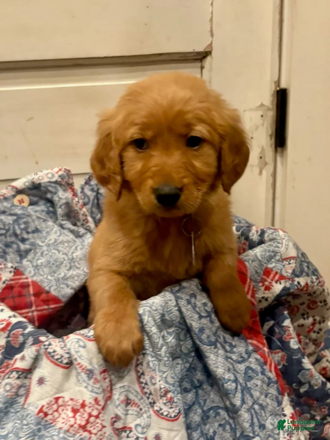 Golden Retriever dogs for sale: Finley - Ad 3