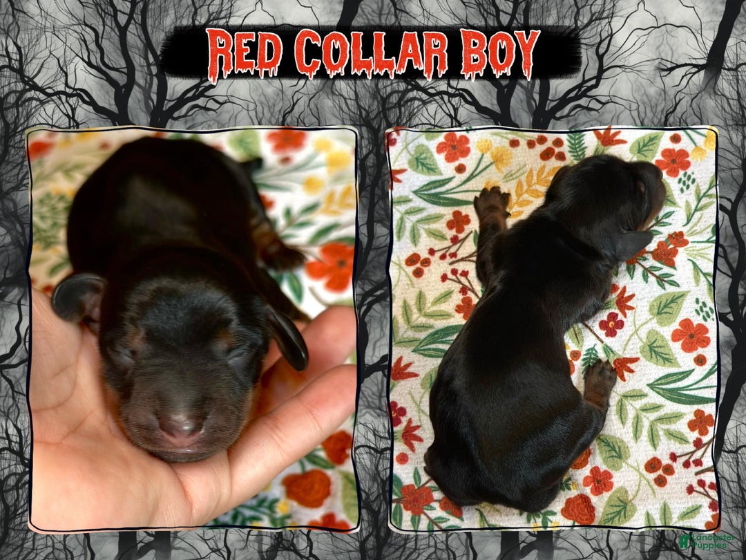 Miniature Dachshund dogs for sale: Red Collar Boy - Ad 5